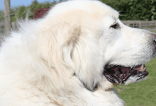 how-to-make-your-home-extra-friendly-for-big-dog-companions