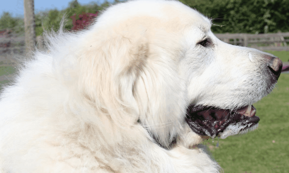 how-to-make-your-home-extra-friendly-for-big-dog-companions